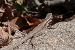 Liolaemus septentrionalis