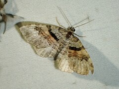 Xanthorhoe packardata