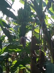 Musa