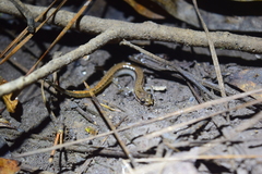 Eurycea quadridigitata