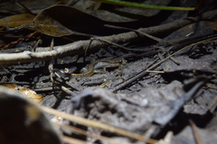 Eurycea quadridigitata