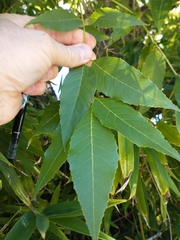 Fraxinus uhdei