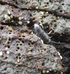 Tomocerinae