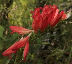 Lamourouxia multifida