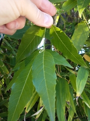 Fraxinus uhdei
