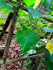 Cucumis sativus hardwickii