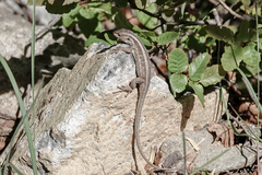 Liolaemus schroederi