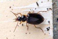Platyninae