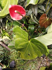 Anthurium andraeanum