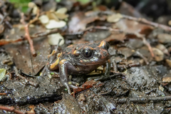Telmatobufo venustus
