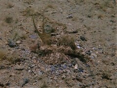 Dactylopus dactylopus