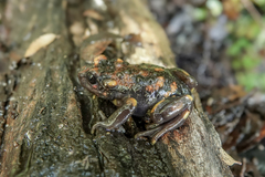 Telmatobufo venustus