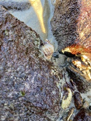 Acanthinucella spirata