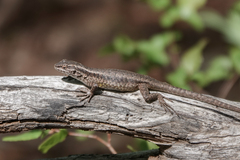 Liolaemus septentrionalis