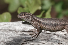 Liolaemus septentrionalis