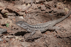 Liolaemus septentrionalis