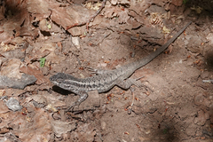 Liolaemus septentrionalis