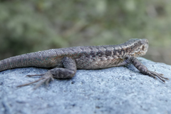 Liolaemus septentrionalis