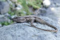 Liolaemus septentrionalis