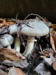 Agaricus placomyces