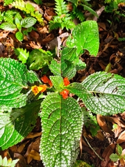 Chrysothemis pulchella