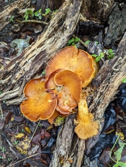 Omphalotus subilludens