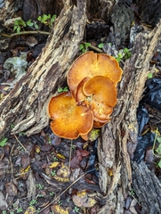 Omphalotus subilludens