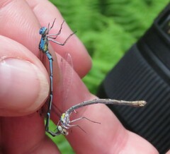 Chromagrion conditum