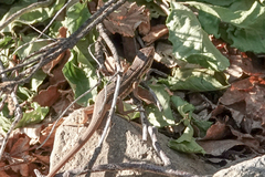 Liolaemus chiliensis