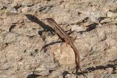 Liolaemus chiliensis