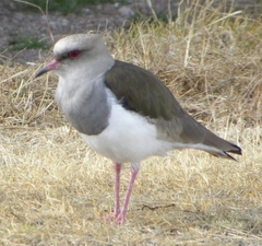 Vanellus resplendens