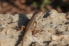 Liolaemus chiliensis