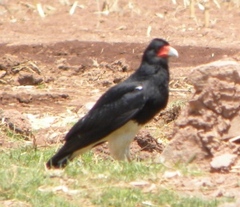 Daptrius megalopterus