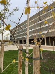 Ginkgo