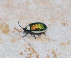 Asphaera albomarginata