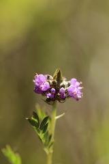 Dalea foliosa