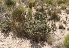 Aspalathus shawii shawii