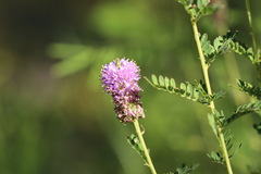 Dalea foliosa