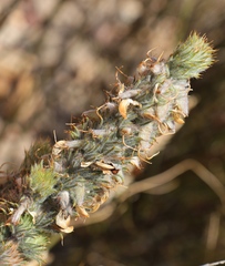 Aspalathus shawii shawii