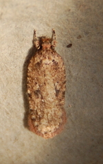 Agonopterix pulvipennella