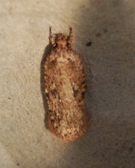 Agonopterix pulvipennella