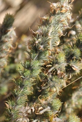 Aspalathus shawii shawii