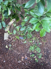 Citrus × aurantiifolia