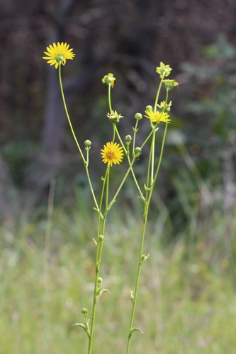 Silphium pinnatifidum T.Nees