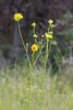 Tansy Rosinweed - Photo (c) Ashley Morris, some rights reserved (CC BY-NC), uploaded by Ashley Morris