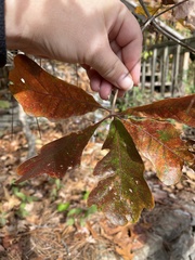 Quercus boyntonii