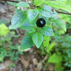 Fuchsia cylindracea