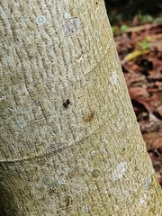 Lonchaea