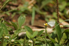 Eurema elathea