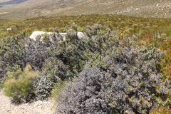 Berkheya cruciata